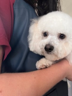 Fluffy white bichon frise after grooming with Precious Pawz
