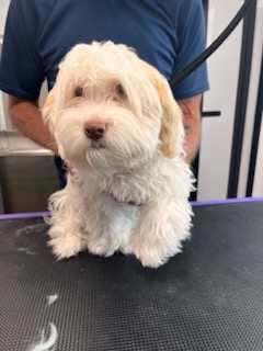 Cream cavapoo with a clean face groom at Precious Pawz