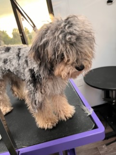 Gray sheepadoodle after a full groom by Precious Pawz mobile grooming