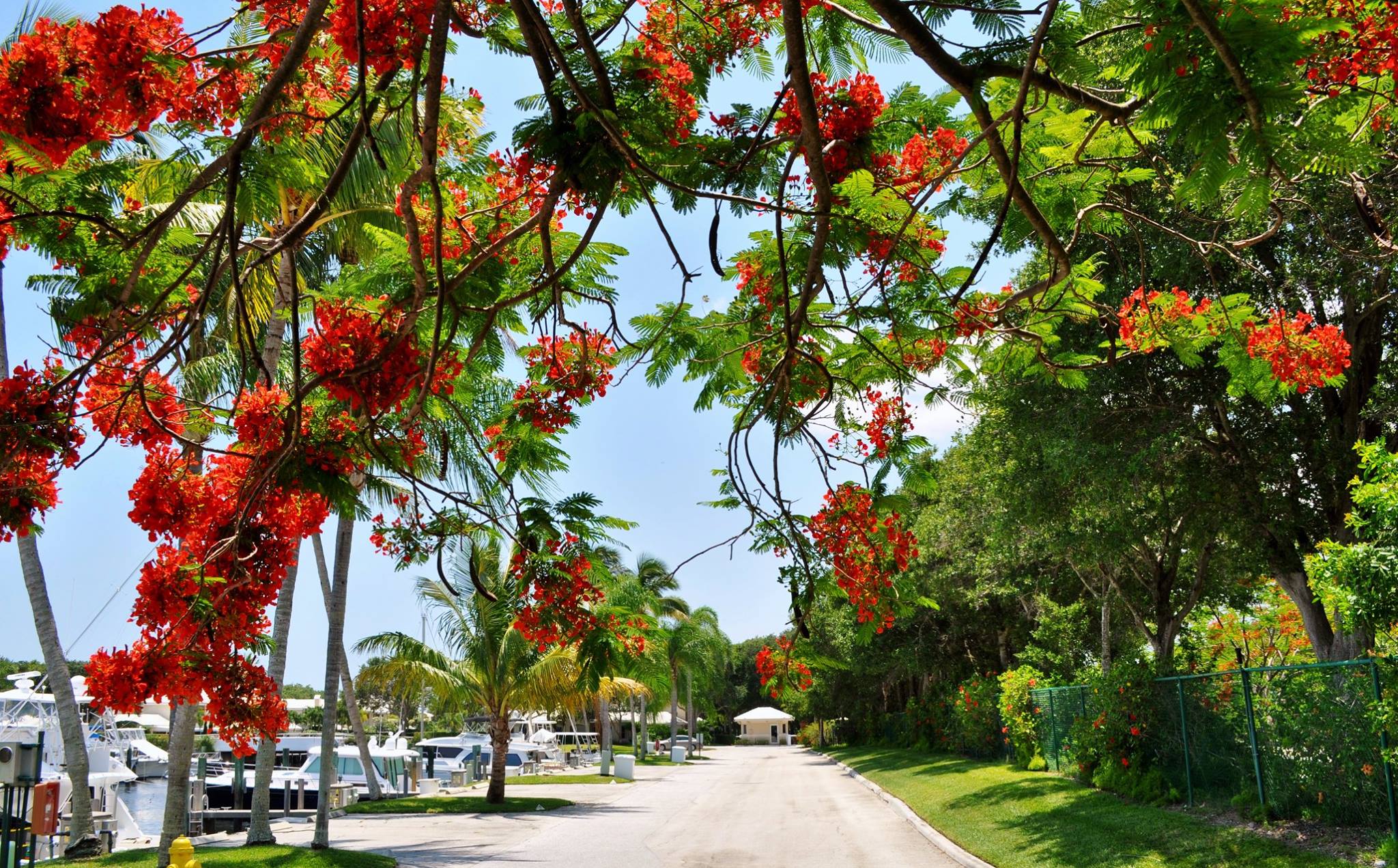 A royal poinciana tree in full red bloom over the marina drive