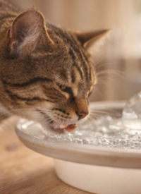Ambiente progettato per il benessere del gatto