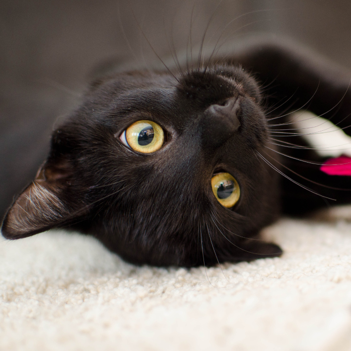 Comfort e stimoli per gatti