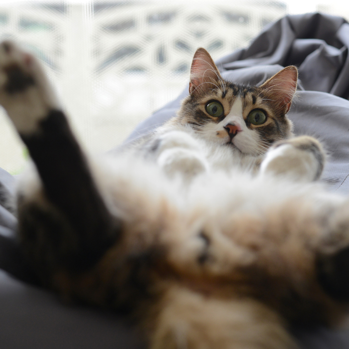 Comfort e stimoli per gatti