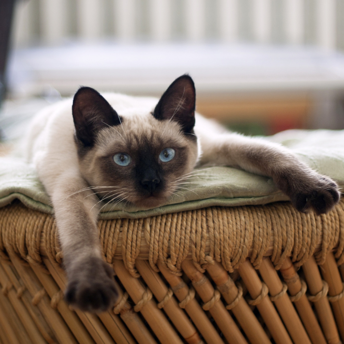 Comfort e stimoli per gatti