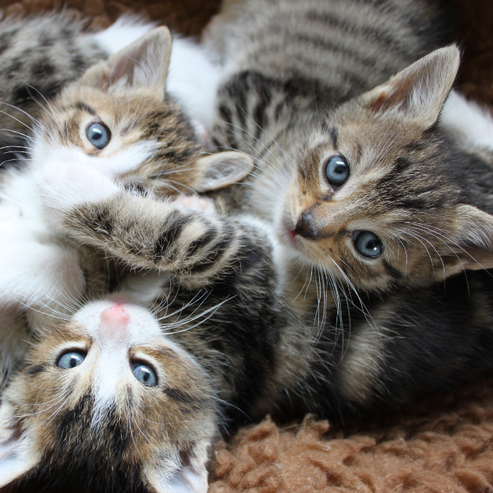 Comfort e stimoli per gatti