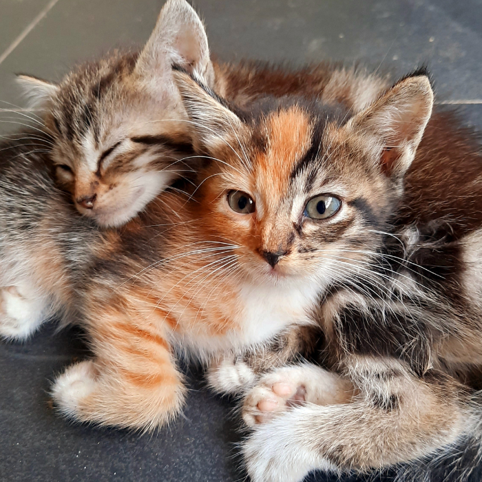 Dettaglio spazio per gatti