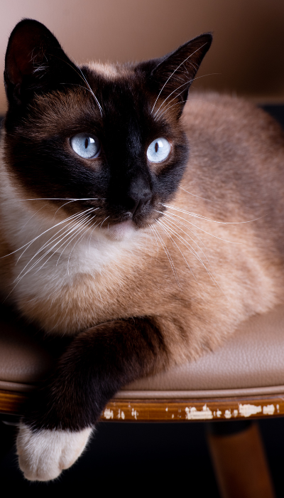 Suite privata per l'inserimento del gatto