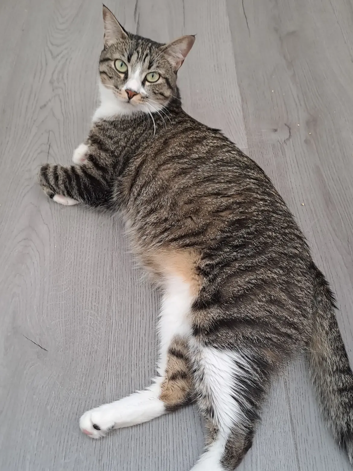 Ambiente principale per gatti