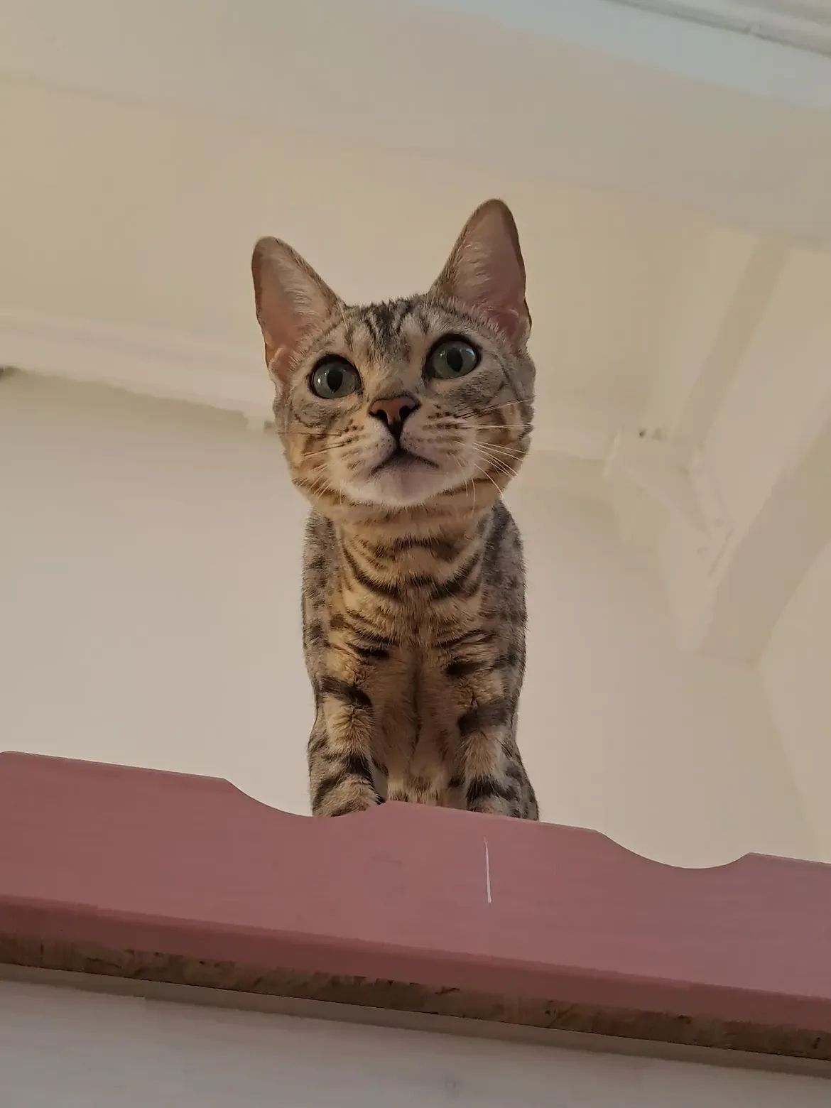 Dettaglio spazio per gatti