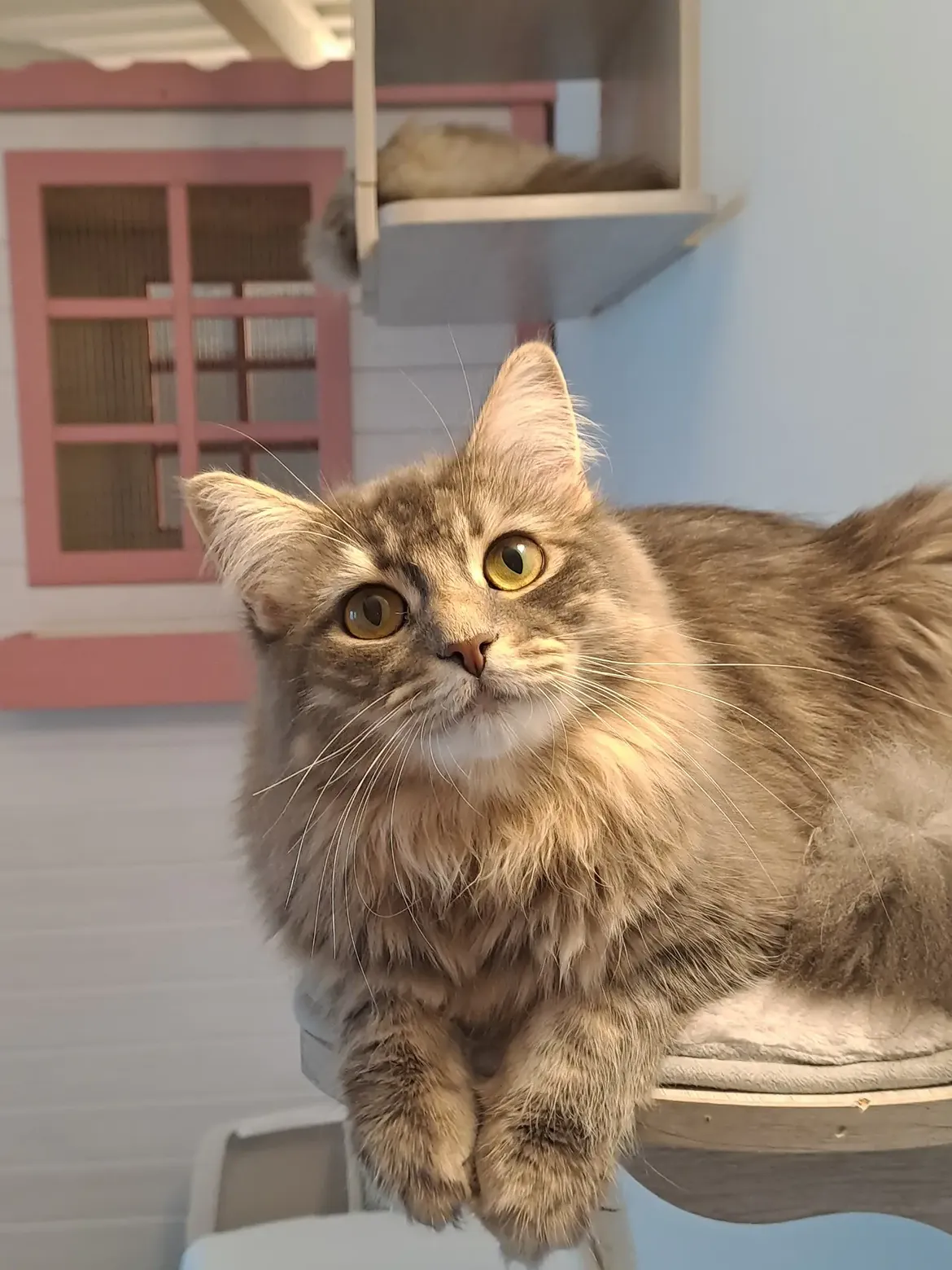 Suite privata per l'inserimento del gatto