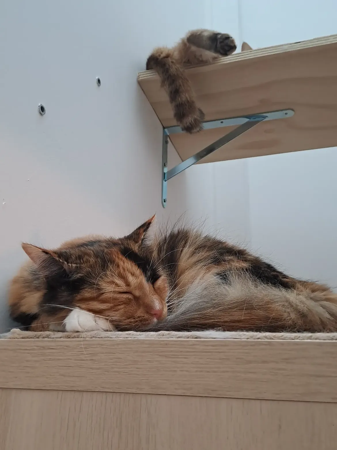 Dettaglio spazio per gatti