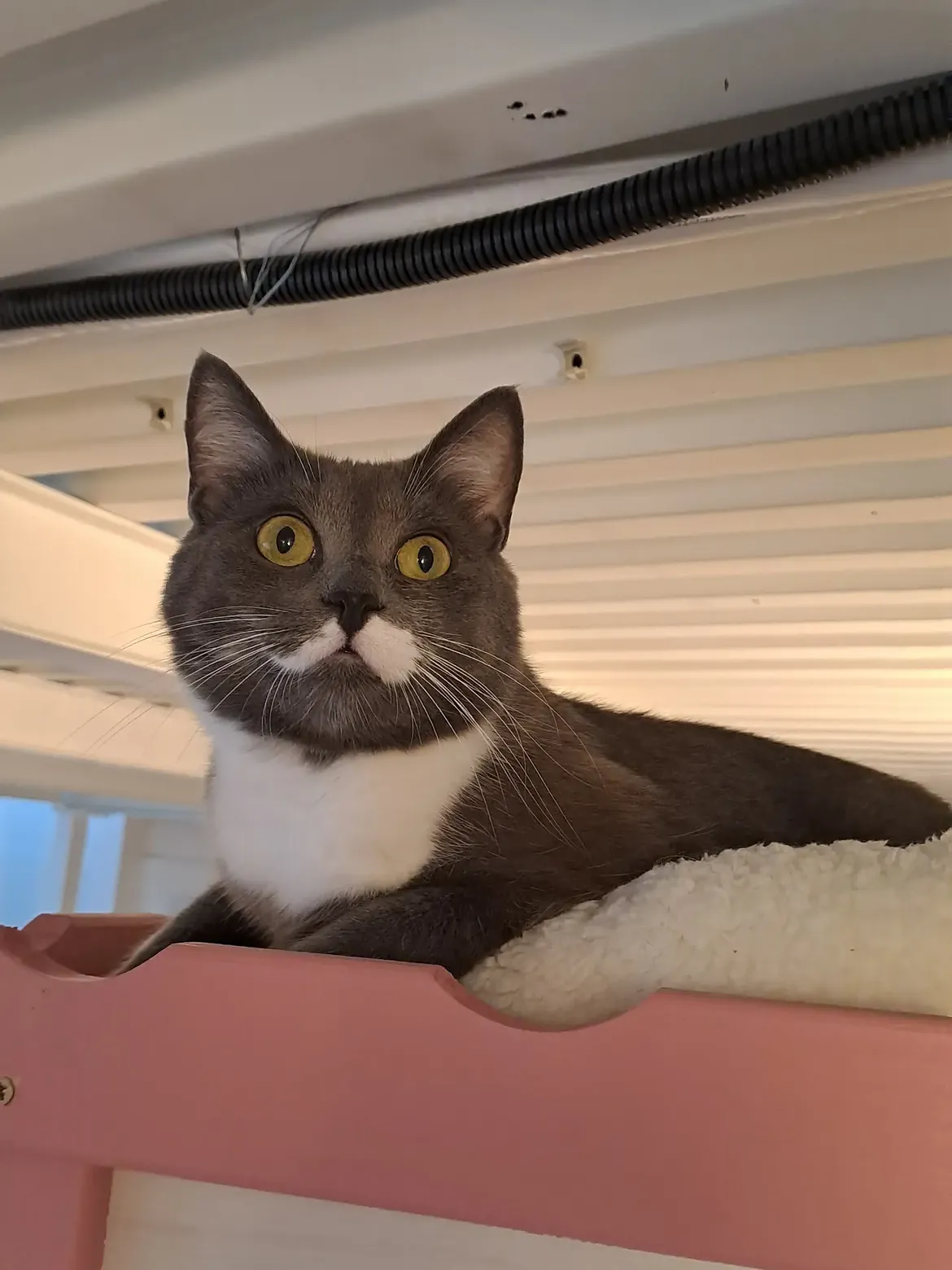 Comfort e stimoli per gatti