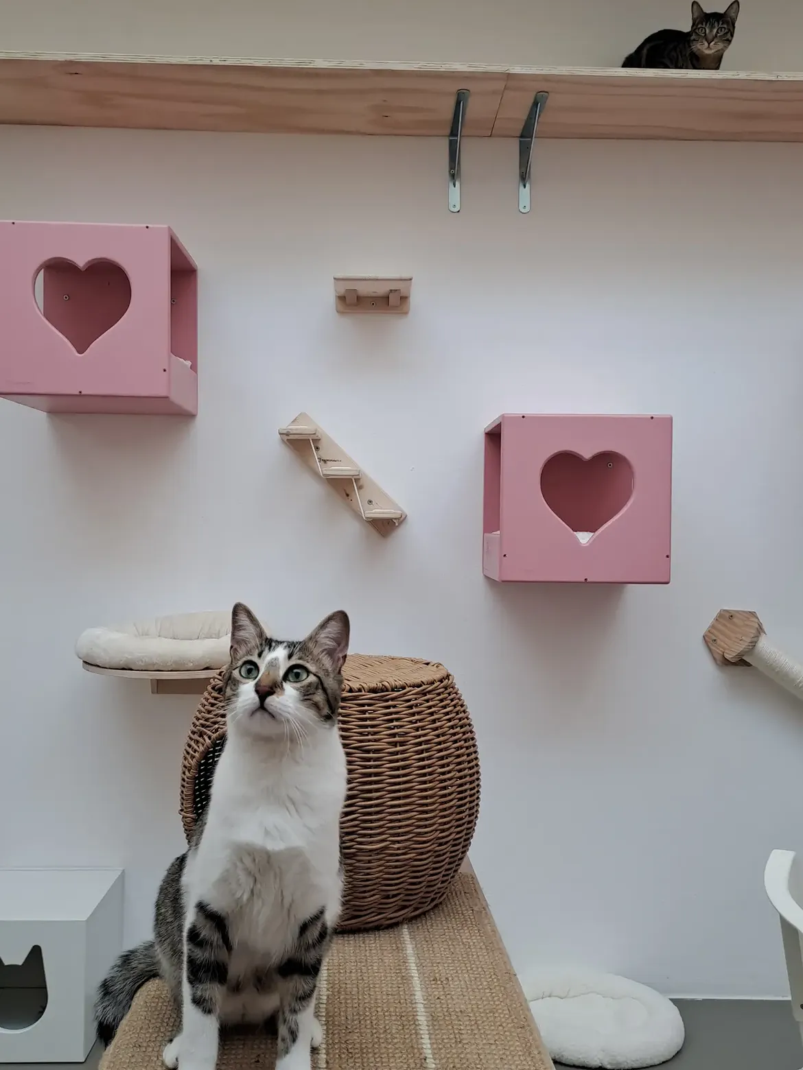 Zone relax e strutture dedicate ai gatti