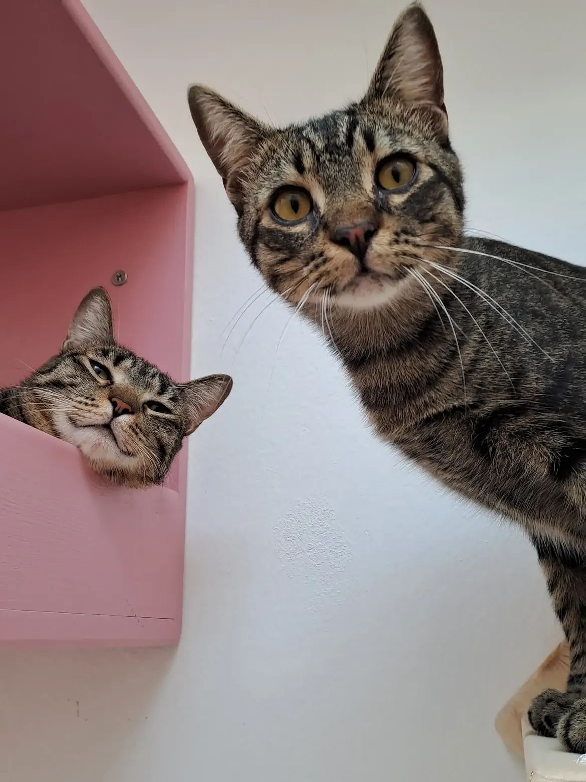 Comfort e stimoli per gatti