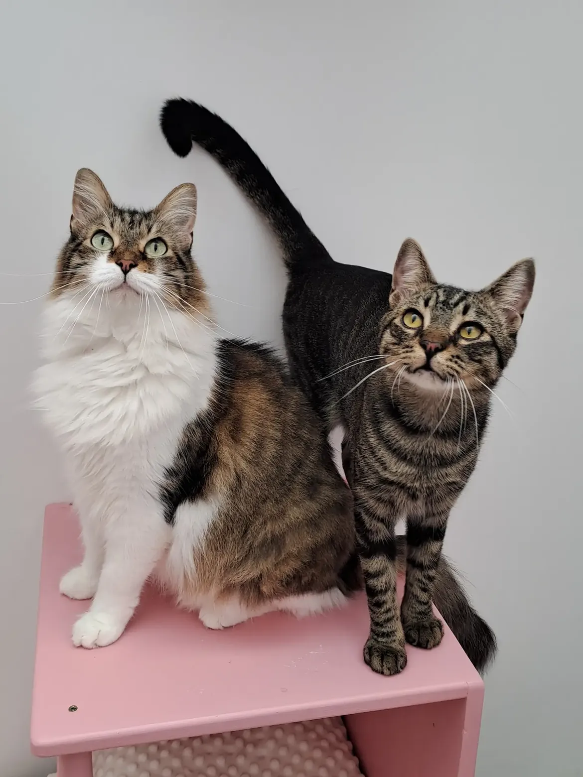 Dettaglio spazio per gatti