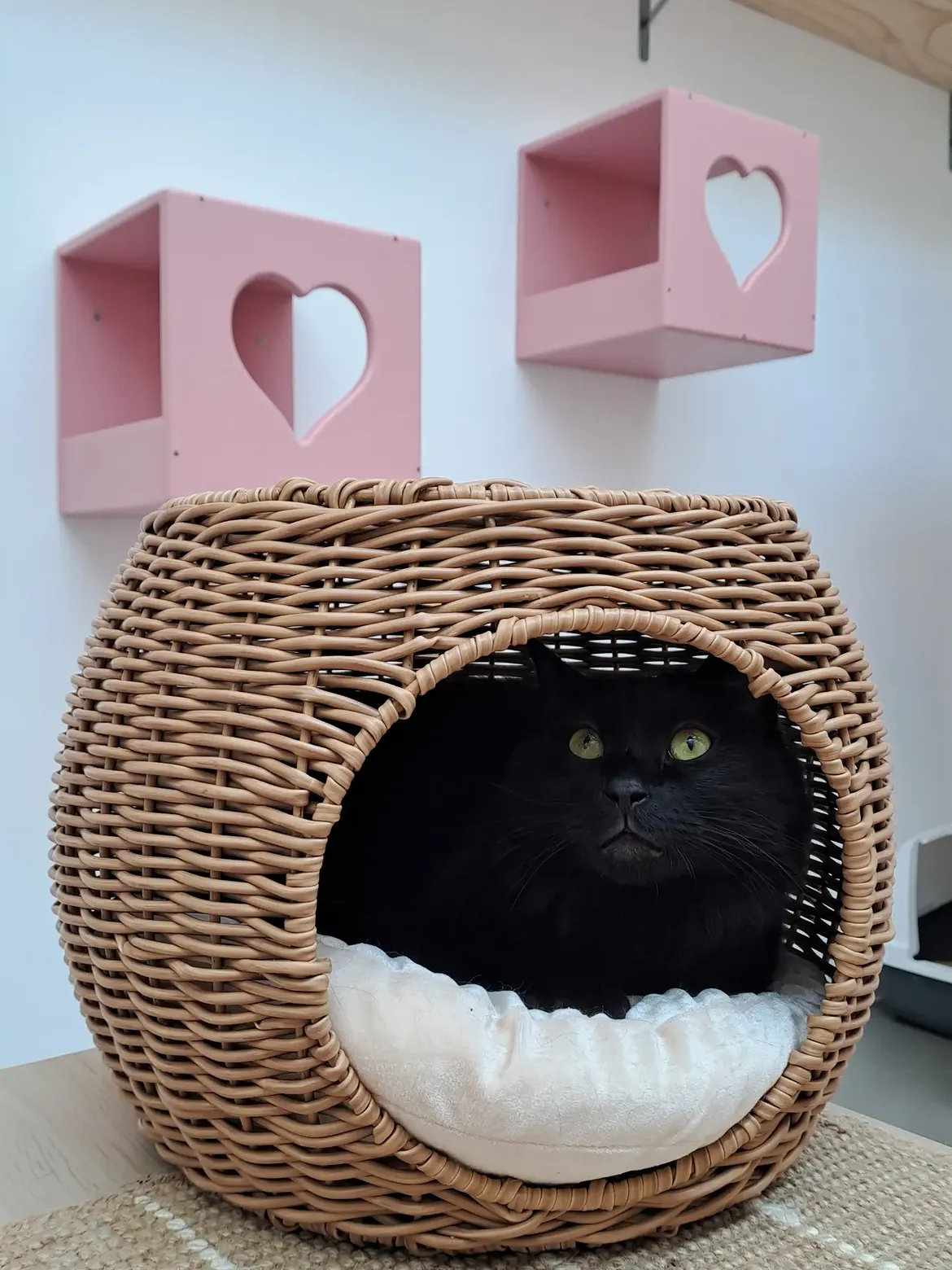Comfort e stimoli per gatti