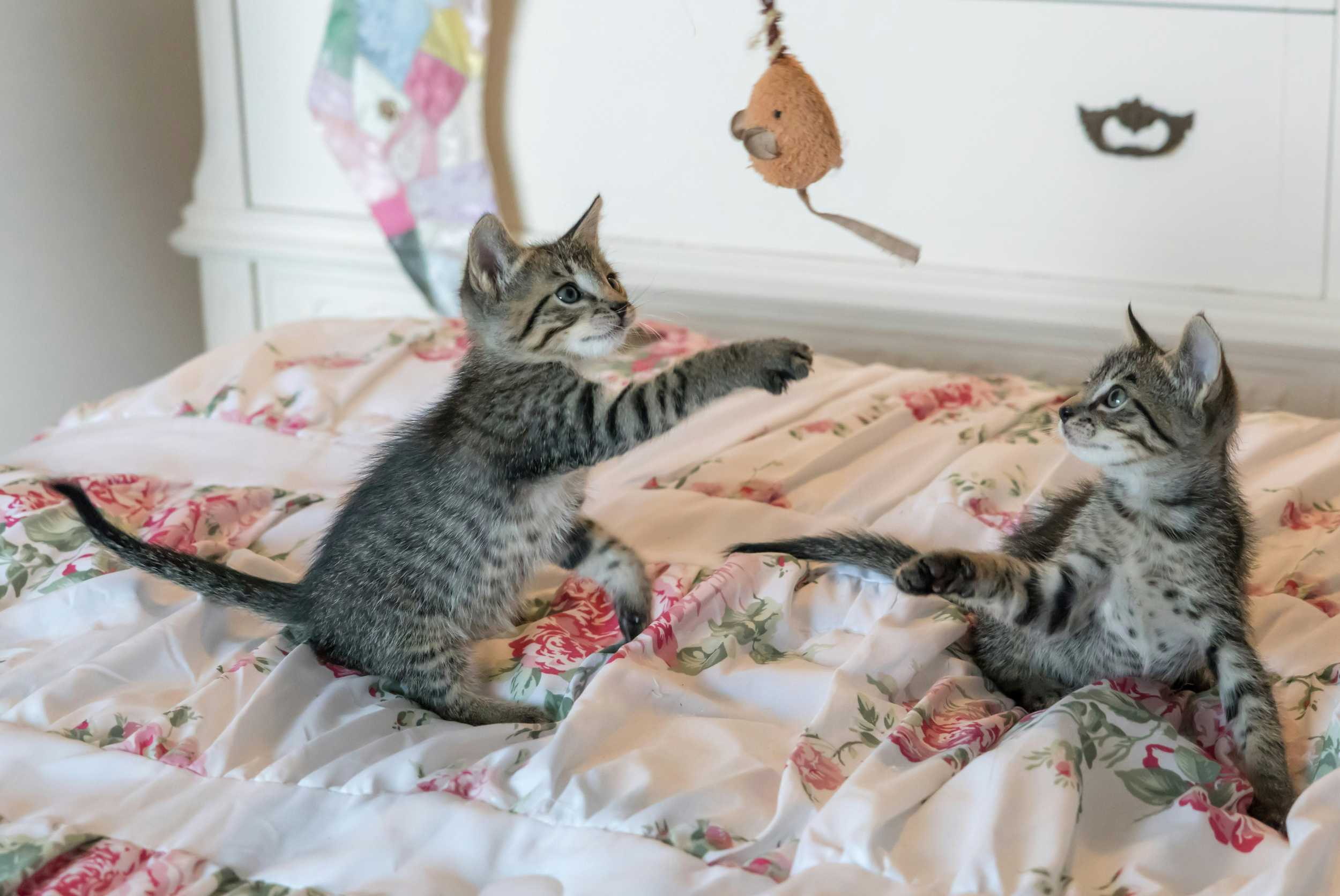Kittens die spelen met een hengelspeeltje Kittens die spelen met een hengelspeeltje