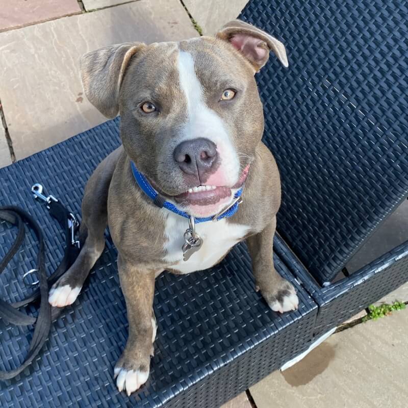 Staffordshire Bull Terrier