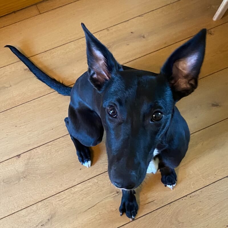 Whippet Border Collie Mix
