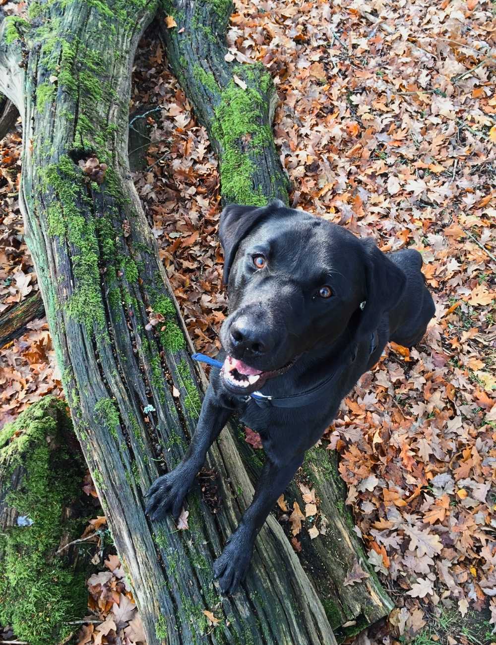 Autumn dog walk at The Haycutter Oxted Circular Autumn dog walk at The Haycutter Oxted Circular