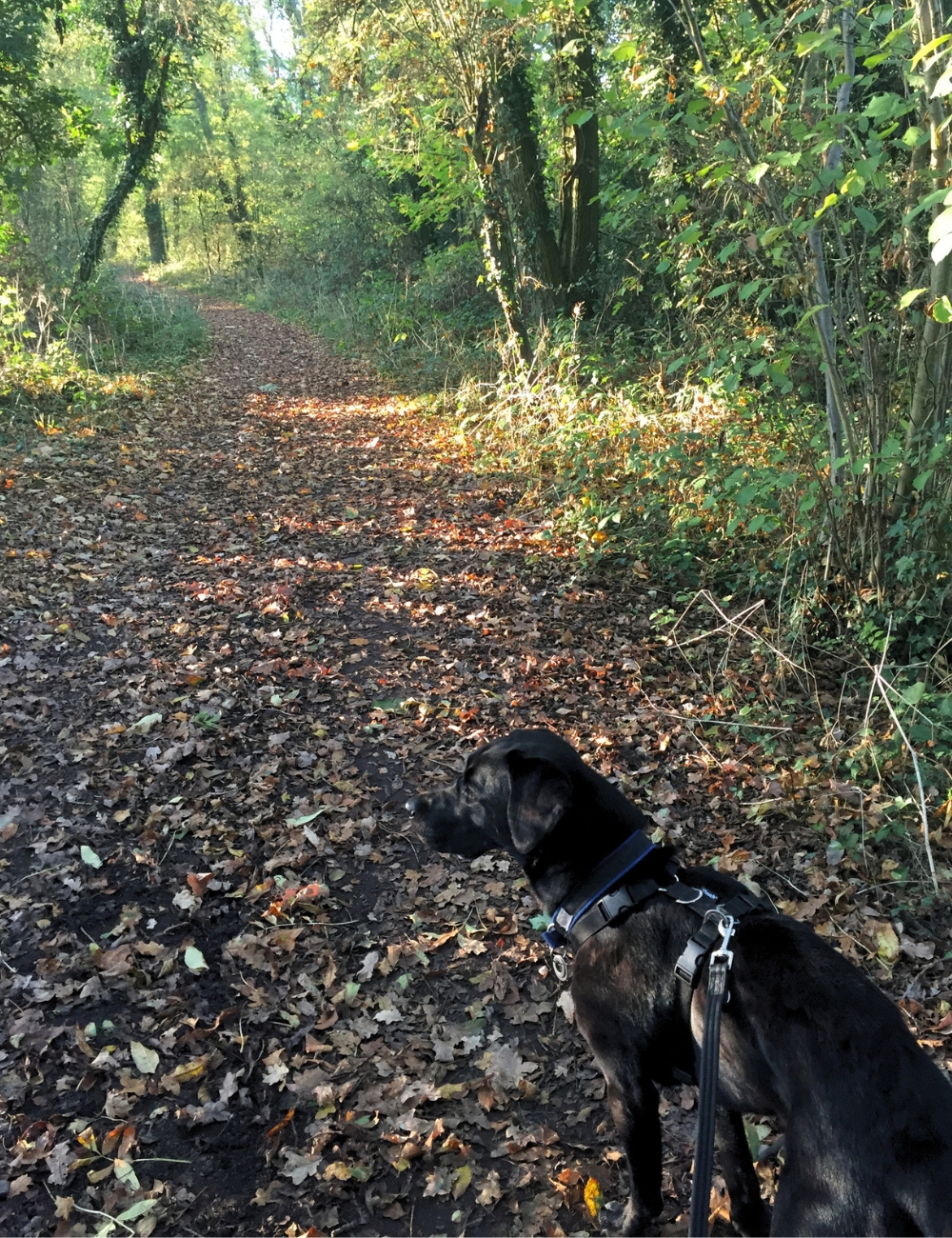 Bransland Woods, Bletchingley, Surrey Bransland Woods, Bletchingley, Surrey