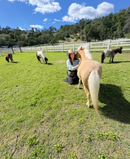 Brushing a miniature horse's soft coat