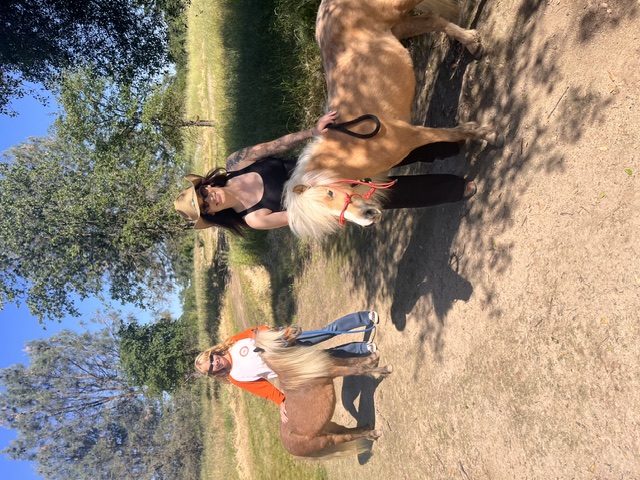 A child learning to lead a miniature horse