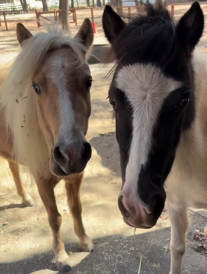 Charlie, a black-and-white pinto miniature horse with a bold white blaze.