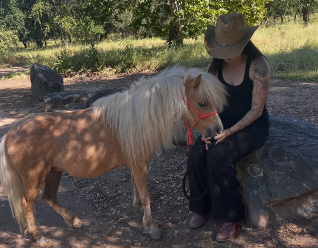 A visitor kneeling to hand-feed a gentle palomino miniature horse under the oaks.