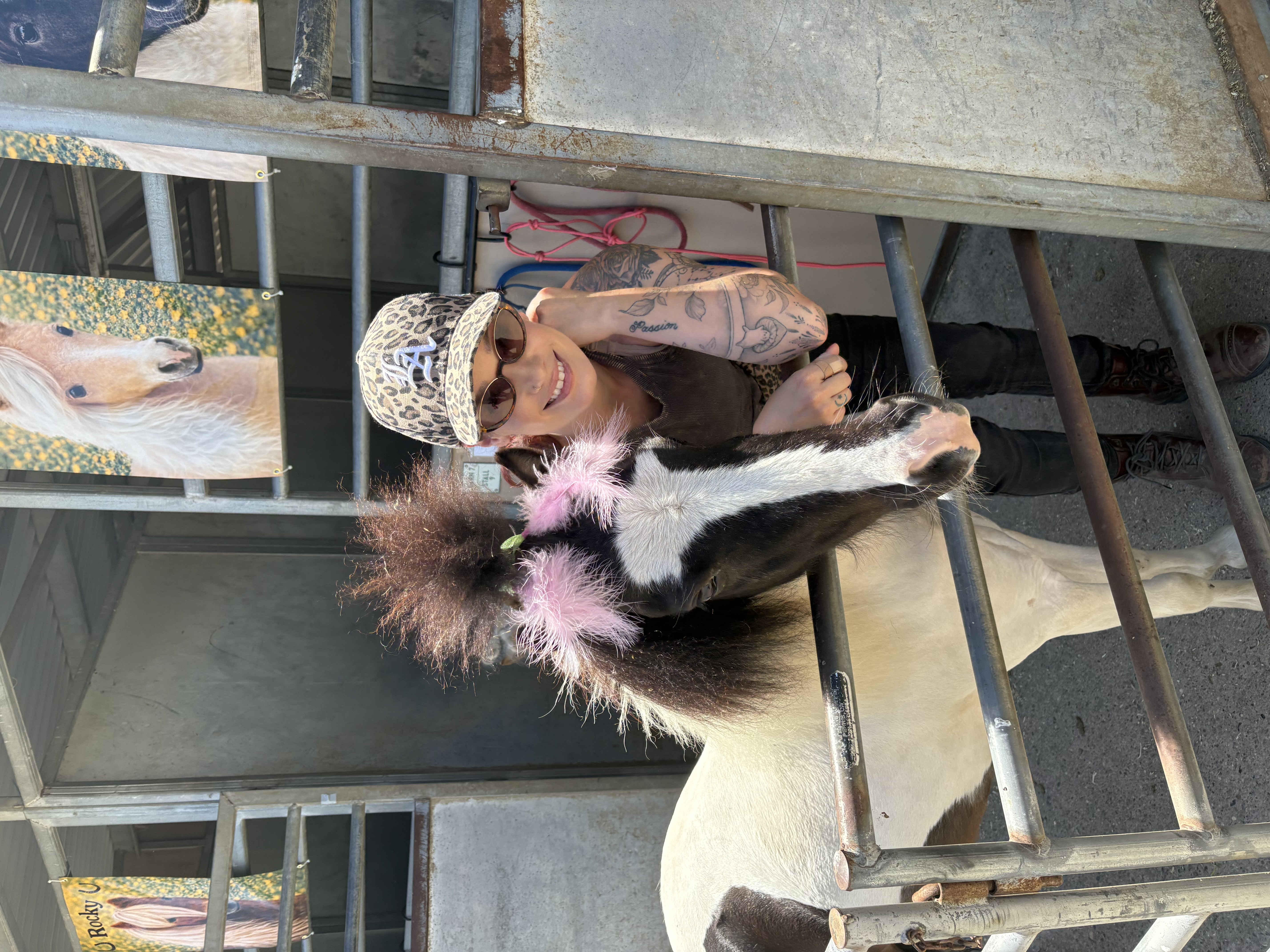 Charlie, a black-and-white pinto miniature horse with a bold white blaze.