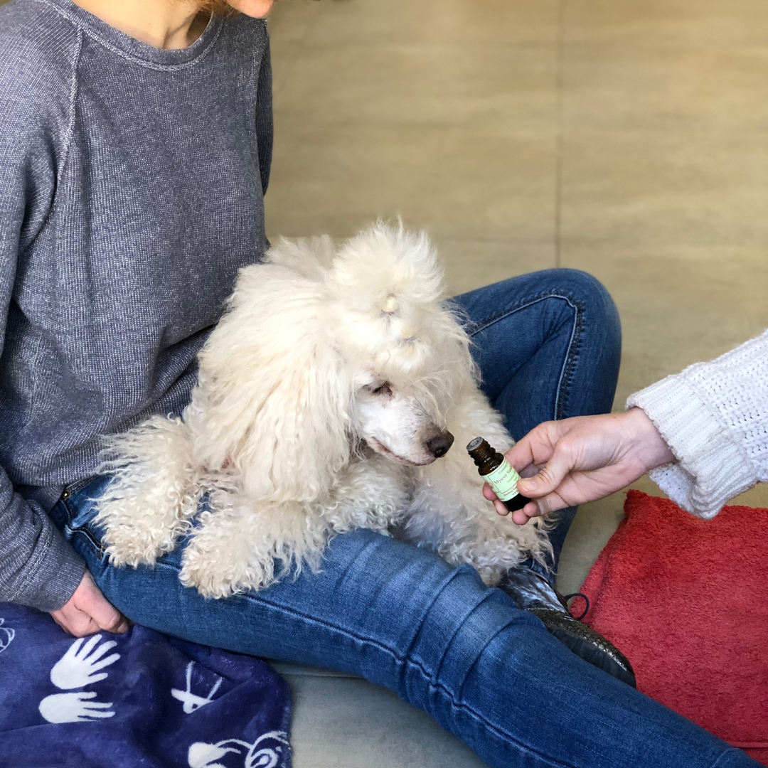 Jeannette Kok zoofarmacognosis aplicada canina