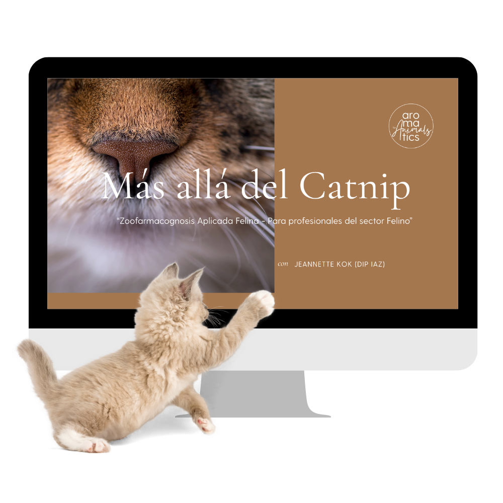 Masterclass Más allá del Catnip