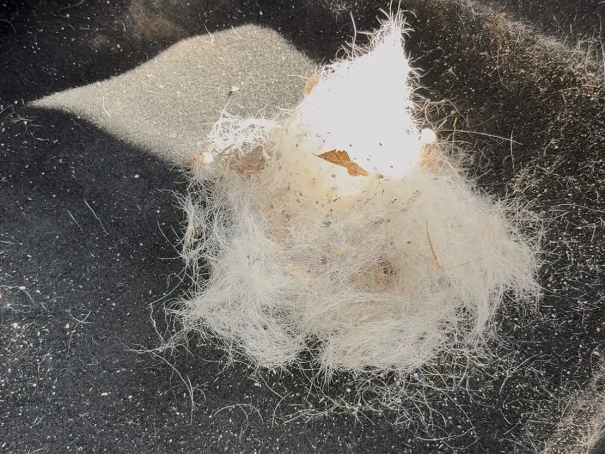 Pet hair removed from vehicle carpet during interior detailing