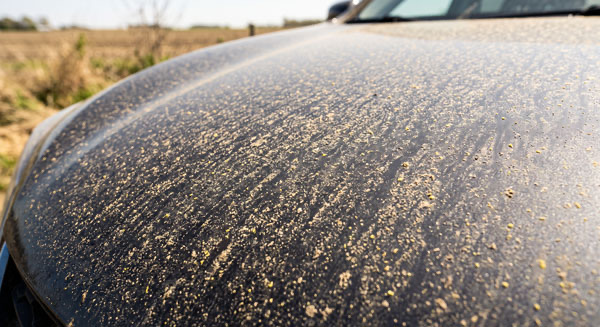 Agricultural pollen and dust buildup on car paint in Escondido CA Agricultural pollen and dust buildup on car paint in Escondido CA