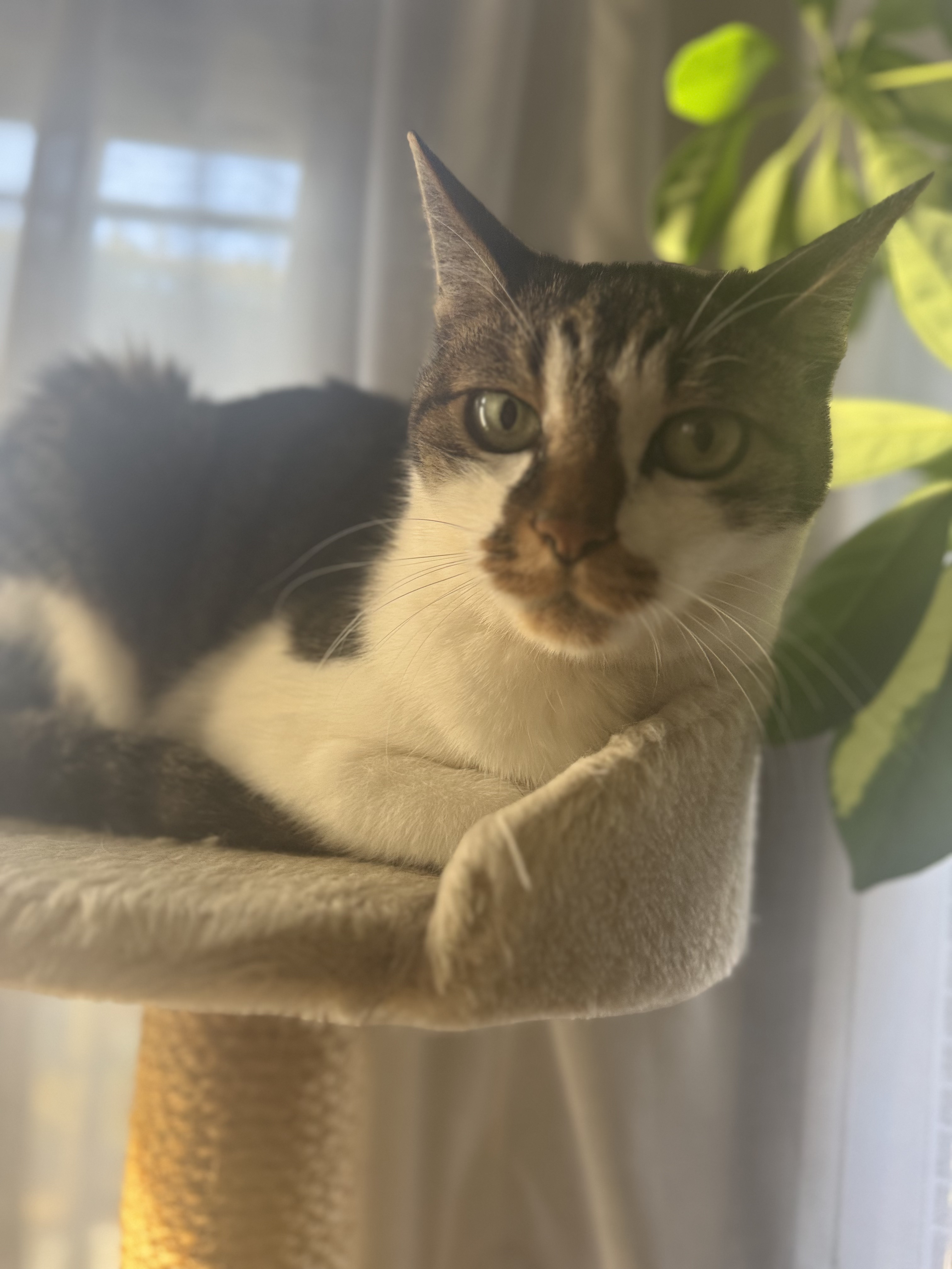 My parents' cat Bon