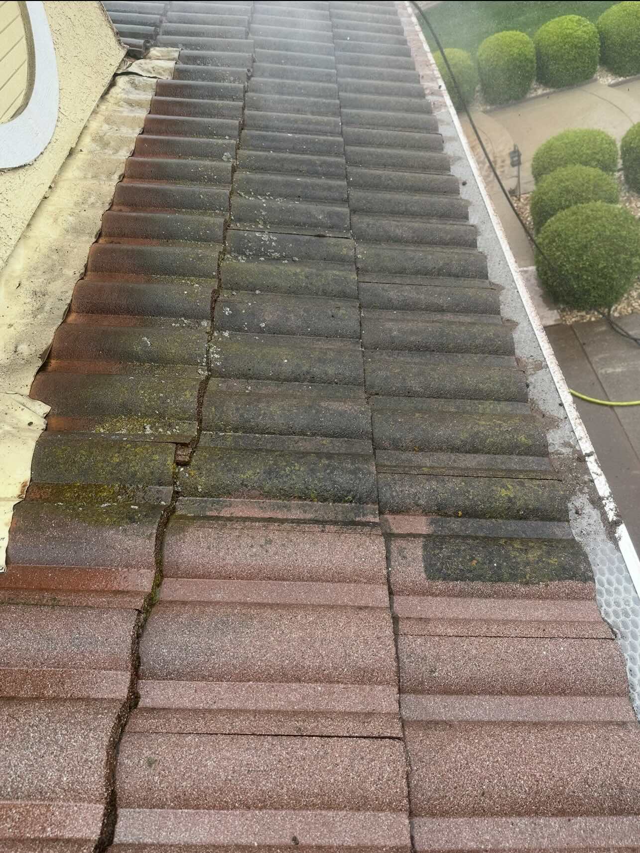Roof with moss buildup before cleaning in Penngrove, CA by SV Exterior Home Cleaning