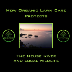 How organic lawn care protects the Neuse River and local wildlife in Eastern North Carolina How organic lawn care protects the Neuse River and local wildlife in Eastern North Carolina