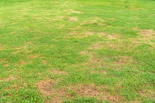 Brown Patch Symptoms in Fescue Lawn