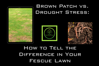 Brown Patch vs Drought Stress in Fescue Lawn Brown Patch vs Drought Stress in Fescue Lawn