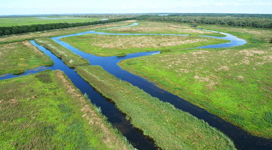 oostvaardersveld lelystad