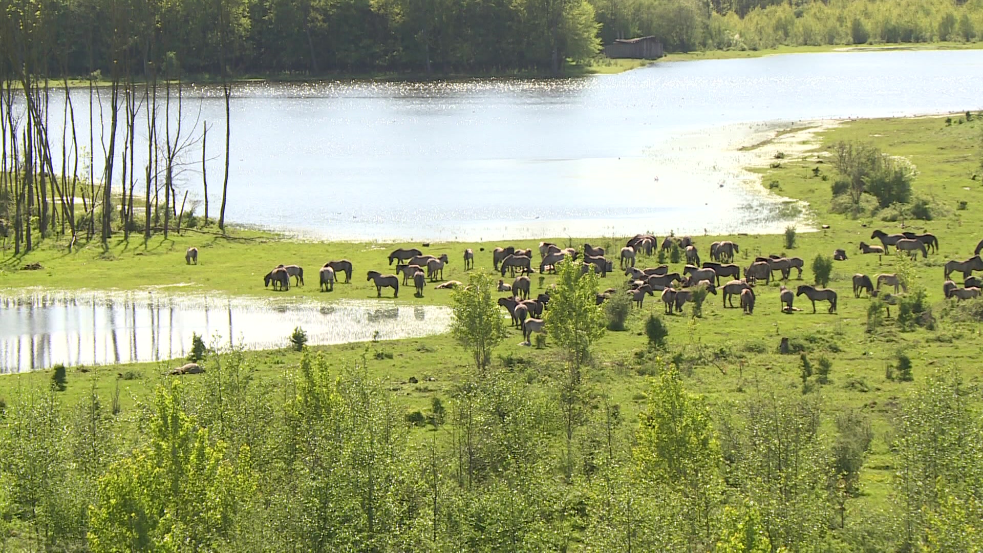 natuurgebied horsterwold