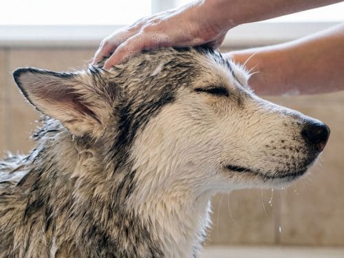Fresh Bath and Brush in Felton