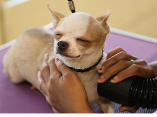 Coat Blow Outs in Felton