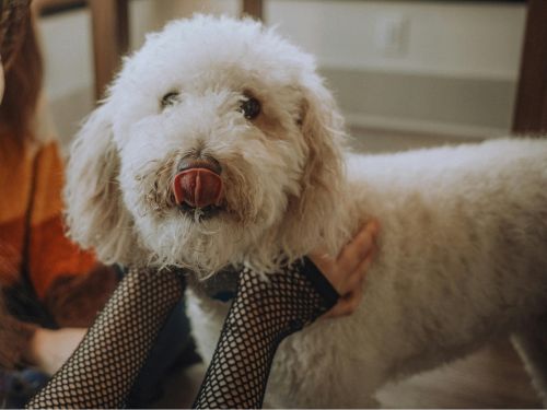 Camden Wyoming Full Grooming