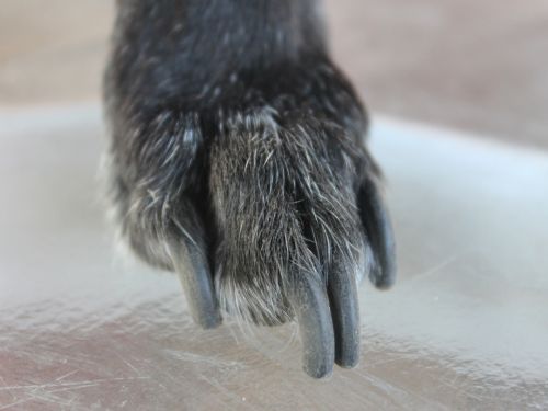 Camden Wyoming Nail Trimming