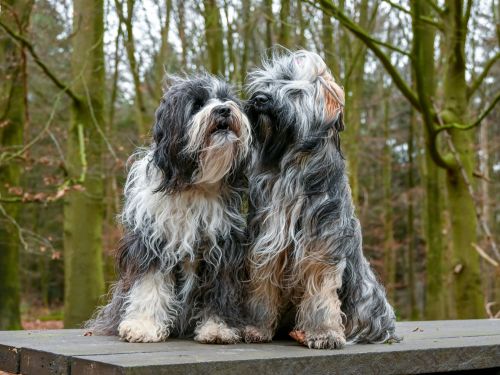 Camden Wyoming Coat Blow Outs