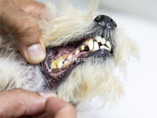 Camden Wyoming Teeth Brushing