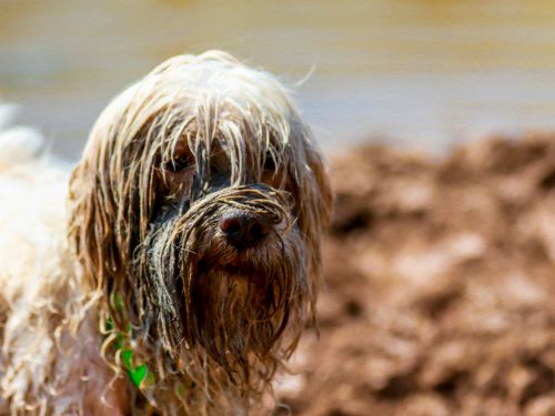 Camden Wyoming Fresh Bath and Brush