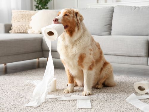 Camden Wyoming Anal Gland Expression