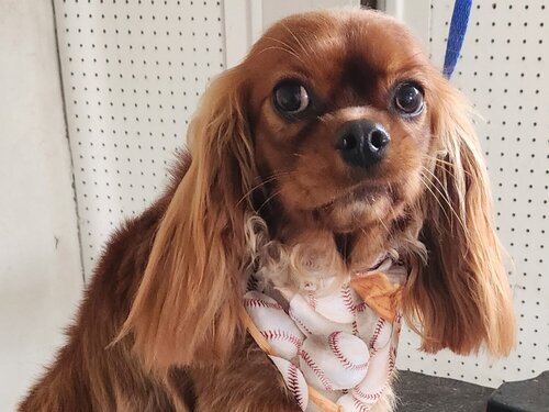 Full Grooming Felton